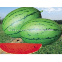 W22 Xiaoyu no.9 small size very sweet watermelon seeds for planting